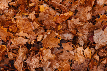 Beautiful autumn background. Red and Orange Autumn Leaves. Colorful background image of fallen autumn leaves perfect for seasonal use. Top view. Flat lay. Copy space. Autumn season concept