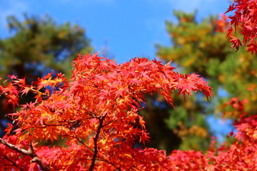 紅葉