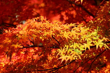 紅葉