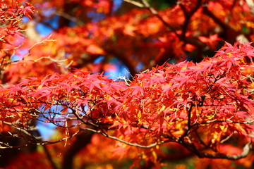 紅葉