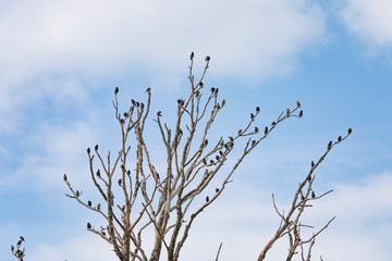 Birds on rest