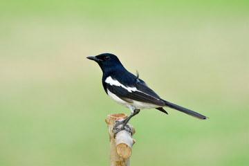 Male of Oriental magpie-robin (Copsychus saularis) black and white bird perching on wooden stick expose over fine blur green background taken in Thailand