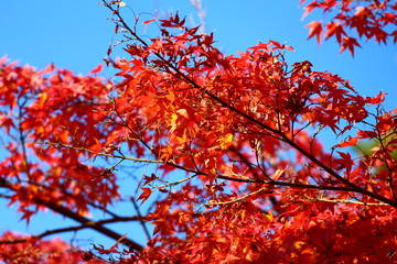 紅葉