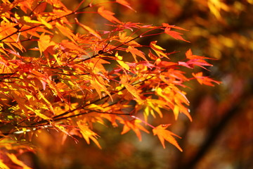 紅葉