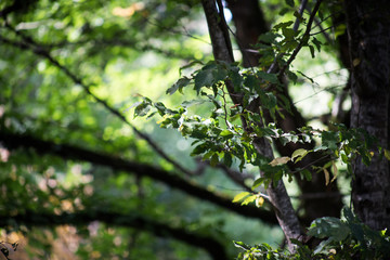 Leaves twigs green and yellow color beautiful background. Summer forest. Nature of Azerbaijan close up.