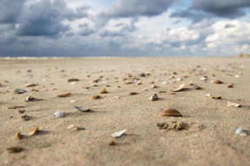 Muscheln am Strand mit wolkigem Himmel