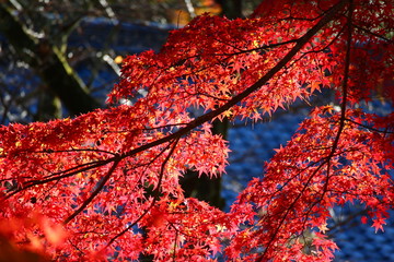 紅葉