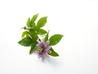 A passion flower on white