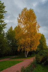 Lonely birch in autumn Park