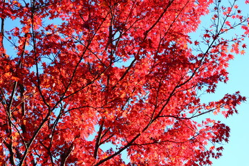 紅葉