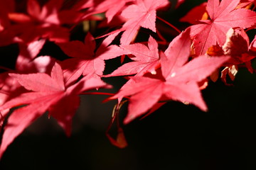 紅葉