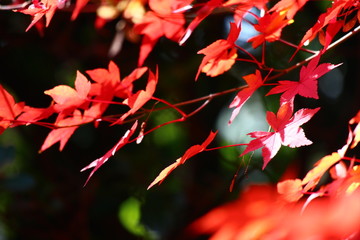 紅葉