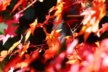 紅葉