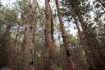 Bark of Pine Tree close up. Beautiful pine forest at summer time.