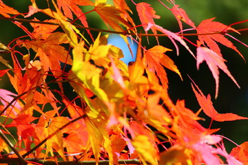 紅葉