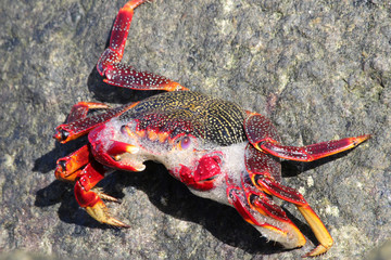 rote_Klippenkrabbe