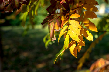 autumn colorful leaves of trees close-up
