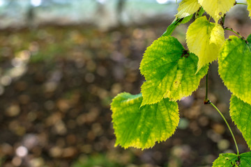 autumn colorful leaves of trees close-up
