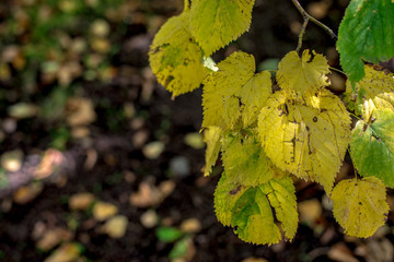 autumn colorful leaves of trees close-up