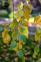 autumn colorful leaves of trees close-up