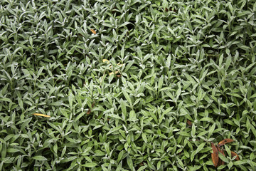 Christmas leaves background