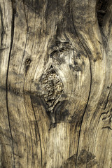 Tree trunk texture