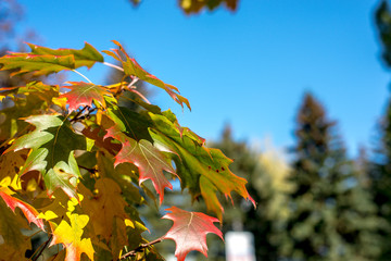 autumn colorful leaves of trees close-up