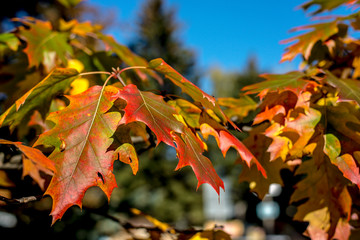 autumn colorful leaves of trees close-up