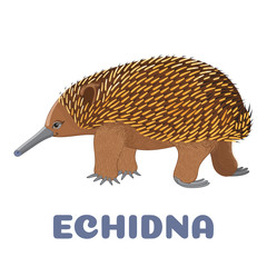 Echidna flashcard. Australian animal. illustration for kids education and child reading skills development. Sight Words Flash Cards For children to learn read and spell.