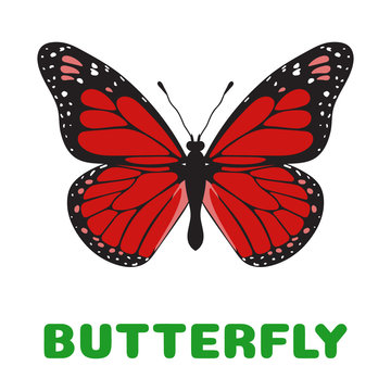 Butterfly Danaus plexippus flashcard. llustration for kids education and child reading skills development. Sight Words Flash Cards For children to learn read and spell.