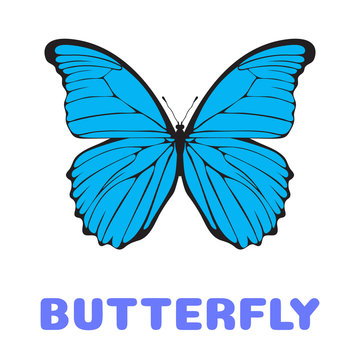 Butterfly Morpho didius flashcard. Illustration for kids education and child reading skills development. Sight Words Flash Cards For children to learn read and spell.