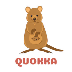 Quokka flashcard. Australian animal. illustration for kids education and child reading skills development. Sight Words Flash Cards For children to learn read and spell.
