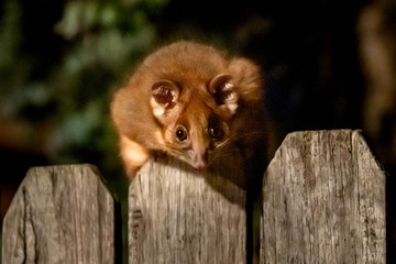 Baby Ringtail Possum