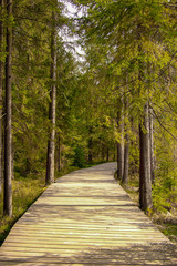 Weg durch den Wald 