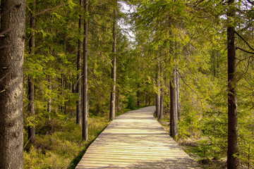 Weg durch den Wald 2