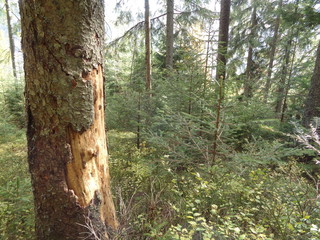 Tatrzański Park Narodowy - szlak Psia Trawka