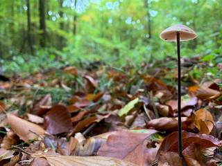 Small mushroom on the ground in forest 