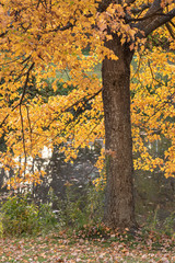 Maple Tree in Autumn