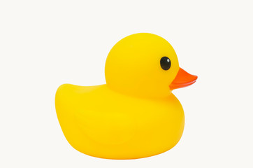 yellow rubber duck on white background.