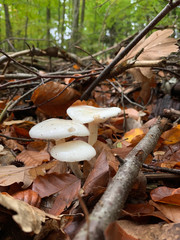 Group of white mushrooms on the ground in forest in autumn