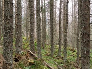 Obraz premium Tatrzański Park Narodowy - szlak Psia Trawka