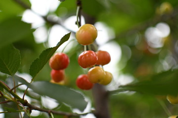 cherry on a tree