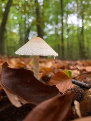 Single mushroom with big white cap between brown foliage on the ground