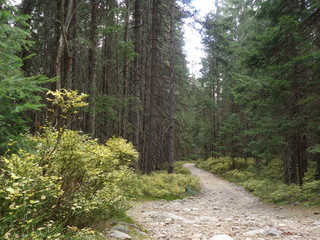 Tatrzański Park Narodowy - szlak Psia Trawka