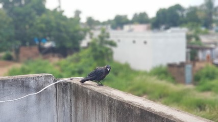 Obraz premium Black Carrion Crow (Corvus corone) 