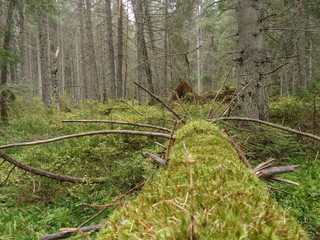Tatrzański Park Narodowy - szlak Psia Trawka © M. G. Koperkiewicz
