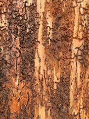 bark of a tree with several boreholes of bark beetles