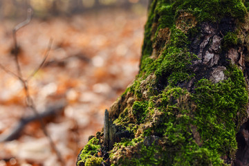 Beautiful autumn background with tree with moss on roots. Inspiration nature. Autumn concept. Nature background. Selective focus. Macro shot. The texture of the wood overgrown with moss