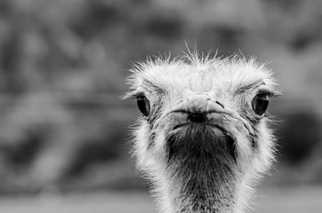 Ostrich bird head and neck front portrait in the park´s Cabarceno (Spain)