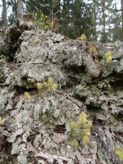 Tatrzański Park Narodowy - szlak Psia Trawka